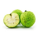 Лечебные свойства маклюры и действенные рецепты