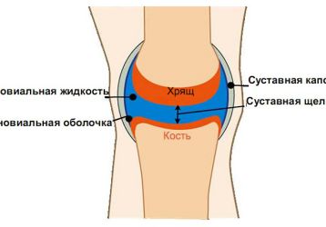 Жидкость в коленном суставе: функции и свойства