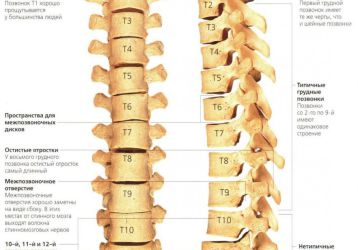 Зарядка при остеохондрозе грудного отдела позвоночника: правила выполнения