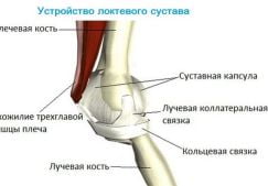 Болит локоть поднятии тяжести и других нагрузках: причина и что делать?