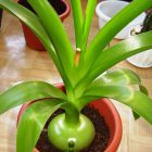 Лечение суставов настойками китайского лука — эффективные рецепты