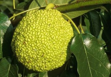 Лучшие рецепты мазей с маклюрой для лечения болезней суставов