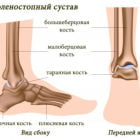 Голеностопный сустав