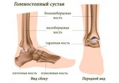 Голеностопный сустав