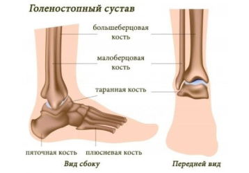 Голеностопный сустав