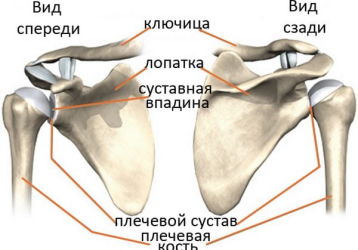 Плечевой сустав