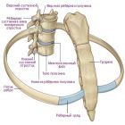 Артроз реберно-позвоночных суставов: признаки, причины и лечение