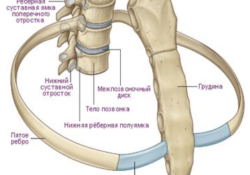 Артроз реберно-позвоночных суставов: признаки, причины и лечение