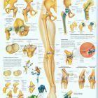 Народная медицина от боли в колене при сгибании и разгибании