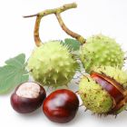 Настойка каштана на водке: применение и рецепт