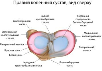 Мениск коленного сустава: анатомия, травмы, лечение