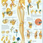 Лечение причин хруста тазобедренного сустава: профилактическое и медикаментозное