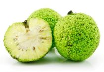 Адамово яблоко — рецепт настойки для суставов, полезные свойства маклюры