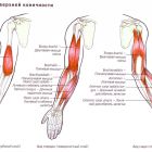Эффективные способы лечения растяжения мышц руки: первая помощь, мази, физиотерапия
