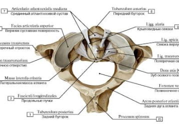 Атлантозатылочный сустав