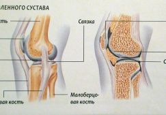 Коленный сустав