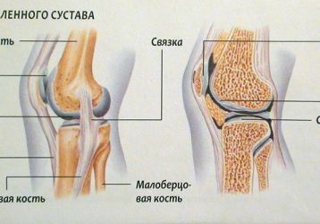Коленный сустав