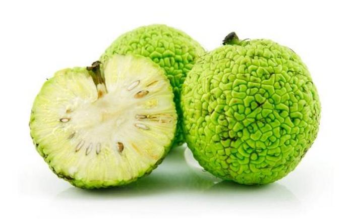 Плоды адамова яблока(маклюры) Адамово яблоко