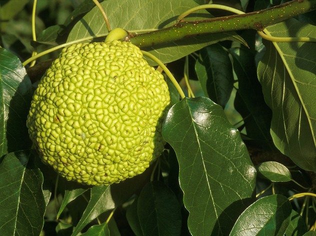 Плод адамова яблока(маклюры) Плод маклюры