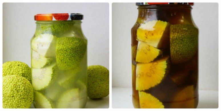 Настойка маклюры Настойка адамова яблока