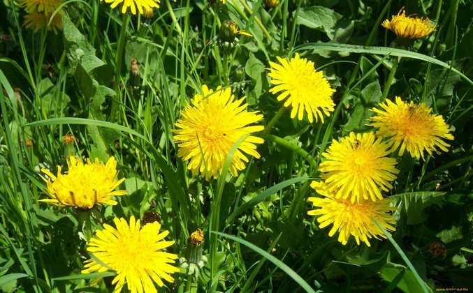 Цветки одуванчиков Цветки одуванчика