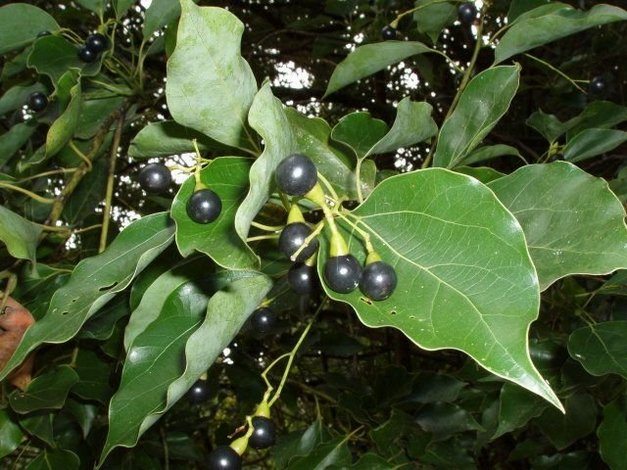 Плоды камфоры Ягоды камфоры